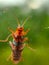 A closeup image of a grasshopper on a window. The window allows the viewer to see the minuscule details of the underside of a