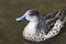 Closeup image of a Grey Teal duck