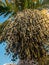 Closeup image of healthy acai berries growing on palm tree on tropical island