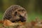 Closeup image of hedgehog in forest nature. Generate ai