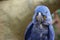 Closeup image of Hyacinth Macaw