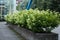 Closeup image of a Hydrangea paniculata hedge