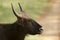 A closeup image of an Indian gaur