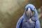 Closeup image of isolated Hyacinth Macaw