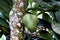 Closeup image of isolated soursop guyabano fruit