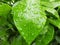 Closeup image of a large growing leaves where water is poured over from it