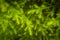 Closeup image of Lemon cypress plant for background or texture