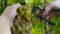 Closeup image of male hands with pruner trimming grapevine at au