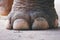 Closeup image nail and foot of elephant