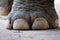 Closeup image nail and foot of elephant