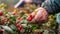 A closeup image of a persons hand carefully plucking a bright red berry from a bush. In the background others can be