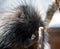 Closeup image of a porcupine eating a piece of bread