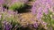 Closeup image of rows of blooming lavender flowers on field at sunny morning