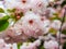 Closeup image of Sakura in Japan