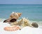 Closeup Image of Sea Shells on a White Sand Beach