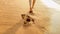 Closeup image of sexy barefoot female feet walking on the wet sand and calm warm waves at sea beach