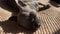A closeup image shows a cute chihuahua puppy of a domestic mammal