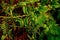 Closeup image of steel rabitz fence with fresh plant leaves trailing around at spring garden background.