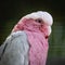 Closeup image of a striking exotic pink cockatoo bird perching on a branch