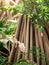 Closeup image of sun shining through long big roots of tropical ficus tree in rainforest