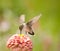 Closeup image of a tiny Hummingbird feeding