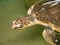 Closeup image turtle head swimming in big tank at wildlife rescue center