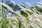 Closeup image of white grass flower call Cogongrass Imperata cy