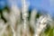 Closeup image of white grass flower call Cogongrass Imperata cy