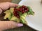 Closeup image of a woman holding a half eaten slice of sourdough avocado toast topped with pomegranate arils