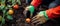 Closeup image of woman s hands in gardening gloves planting tomato.