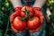 Closeup image of woman s hands in gardening gloves planting tomato