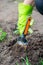 Closeup image of woman with spade digging soil