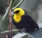Closeup image of Yellow-hooded Blackbird