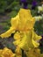 A closeup image of a yellow iris flower. Yellow iris flower and buds, water flag Iris pseudacorus, nature photography shallow