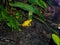 Closeup image of yellow poisonous frog