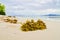 Closeup image of yellow sea grass stranded on sandy beach. cloudy sky background
