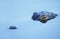 Closeup Image of a Young American Alligator Lurking in the Water in the Early Evening