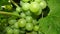 Closeup of immature green vine grape. Green grapes.