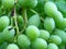 Closeup of immature green vine grape. Green grapes. Natural organic fruit.
