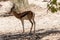 Closeup of an Impala