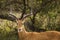 Closeup of Impala image taken on Safari located in the Serengeti, National park, Tanzania. Wild nature of Africa