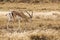 Closeup of Impala image taken on Safari located in the Tarangire, National park, Tanzania. Wild nature of Africa