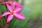 Closeup impala lily