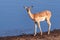 Closeup of an Impala Near a Waterhole