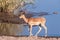 Closeup of an Impala Near a Waterhole