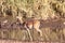 Closeup of an Impala Near a Waterhole