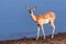 Closeup of an Impala Near a Waterhole