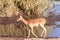 Closeup of an Impala Near a Waterhole