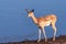 Closeup of an Impala Near a Waterhole