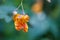 Closeup of the Impatiens capensis, orange jewelweed.